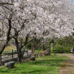 城山公園・天草キリシタン館［桜情報：住所 行き方 駐車場 トイレ］