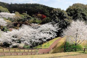 広瀬公園［桜情報：住所 行き方 駐車場 トイレ］