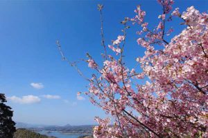 維和桜・花公園［桜情報：住所 行き方 駐車場 トイレ］