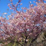 維和桜・花公園［桜情報：住所 行き方 駐車場 トイレ］