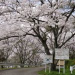 亀川ダム運動広場［桜情報：住所 行き方 駐車場 トイレ］