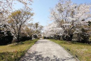 カヤツ丸展望台［桜情報：住所 行き方 駐車場 トイレ］