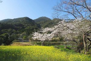 美月の大桜［桜情報：住所 行き方 駐車場 トイレ］