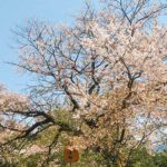 美月の大桜［桜情報：住所 行き方 駐車場 トイレ］