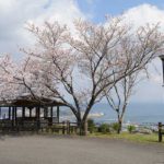 十万山公園［桜情報：住所 行き方 駐車場 トイレ］