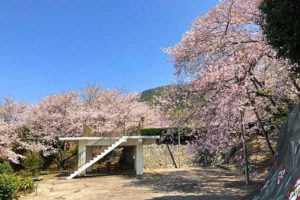 西平椿公園［桜情報：住所 行き方 駐車場 トイレ］