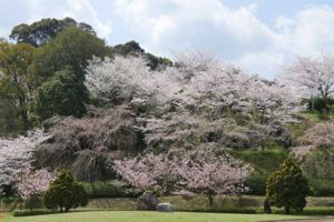 西の久保公園［桜情報：住所 行き方 駐車場 トイレ］