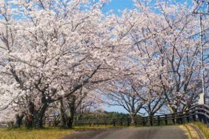 鬼の城公園［桜情報：住所 行き方 駐車場 トイレ］