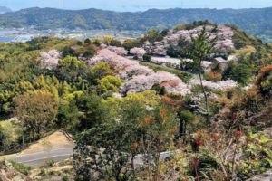 千厳山［桜情報：住所 行き方 駐車場 トイレ］