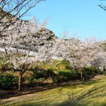 下田温泉さくら公園［桜情報：住所 行き方 駐車場 トイレ］