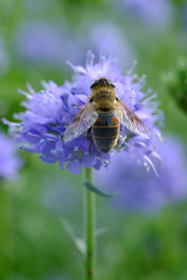 撮影：FUJIFILM X-Pro1 + XF60mmF2.4 R Macro