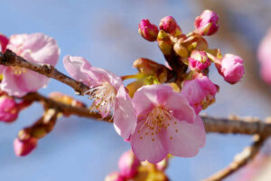 アスペクタ桜公園 河津桜 開花状況 見頃