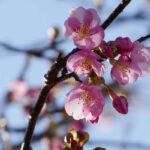 アスペクタ桜公園 河津桜 開花状況 見頃