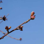 アスペクタ桜公園 河津桜 開花状況 見頃