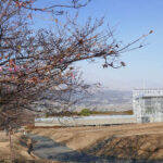 アスペクタ桜公園 河津桜 開花状況 見頃