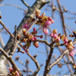 アスペクタ桜公園 河津桜 開花状況 見頃