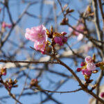 アスペクタ桜公園 河津桜 開花状況 見頃