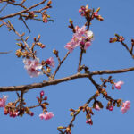 アスペクタ桜公園 河津桜 開花状況 見頃