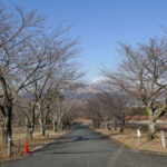 アスペクタ桜公園 ソメイヨシノ 開花状況 見頃