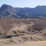 アスペクタ桜公園 河津桜 開花状況 見頃