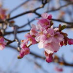 アスペクタ桜公園 河津桜 開花状況 見頃