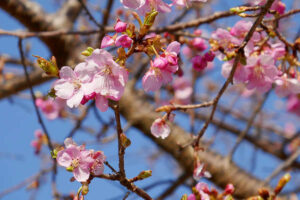 アスペクタ桜公園 河津桜 開花状況 見頃