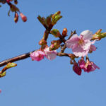 アスペクタ桜公園 河津桜 開花状況 見頃