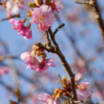 アスペクタ桜公園 河津桜 開花状況 見頃