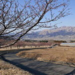 アスペクタ桜公園 河津桜 開花状況 見頃