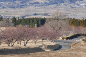 アスペクタ桜公園 河津桜 開花状況 見頃