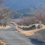 アスペクタ桜公園 河津桜 開花状況 見頃