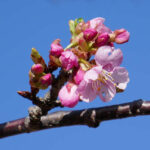 アスペクタ桜公園 河津桜 開花状況 見頃