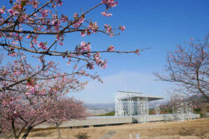 アスペクタ桜公園 河津桜 開花状況 見頃