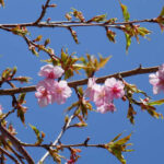 アスペクタ桜公園 河津桜 開花状況 見頃