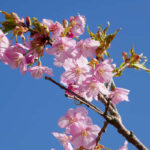 アスペクタ桜公園 河津桜 開花状況 見頃