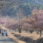 アスペクタ桜公園 河津桜 開花状況 見頃