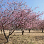 アスペクタ桜公園 河津桜 開花状況 見頃