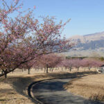 アスペクタ桜公園 河津桜 開花状況 見頃