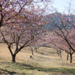 アスペクタ桜公園 河津桜 開花状況 見頃