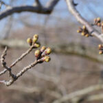 アスペクタ桜公園 ソメイヨシノ 開花状況 見頃