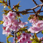 アスペクタ桜公園 河津桜 開花状況 見頃