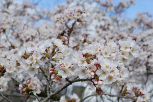 アスペクタ桜公園 ソメイヨシノ 開花状況 見頃