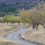 アスペクタ桜公園 河津桜 開花状況 見頃