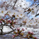 アスペクタ桜公園 ソメイヨシノ 開花状況 見頃