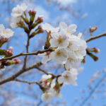 アスペクタ桜公園 ソメイヨシノ 開花状況 見頃