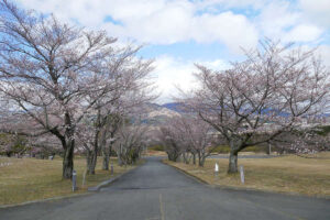 アスペクタ桜公園 ソメイヨシノ 開花状況 見頃