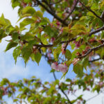 アスペクタ桜公園 河津桜 開花状況 見頃