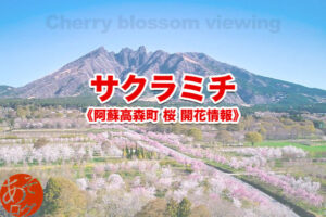 サクラミチ 高森 阿蘇 桜の名所 場所 見頃 駐車場