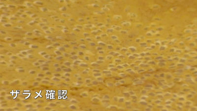琴海堂 長崎でしか買えない 高級 カステラ ザラメ